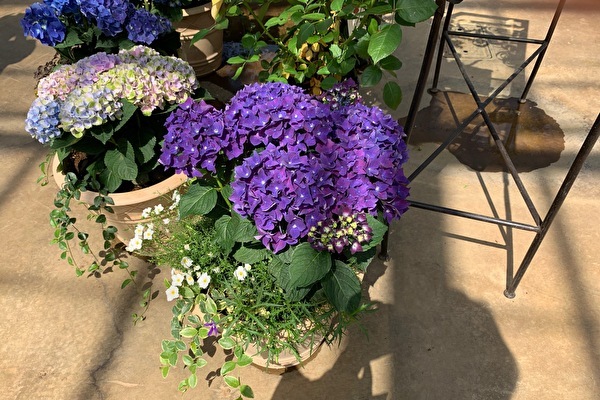 京成バラ園は千葉のデートスポットです！　千葉結婚相談所